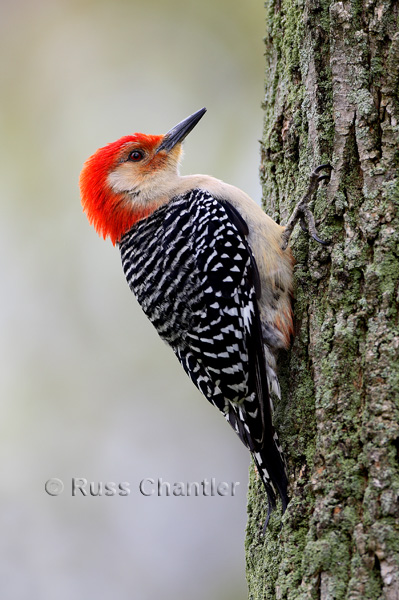 Red-bellied Woodpecker © Russ Chantler